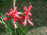 Kangaroo paw Bush Fury